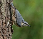 187 - NUTHATCH - SNOOK RALPH - united kingdom